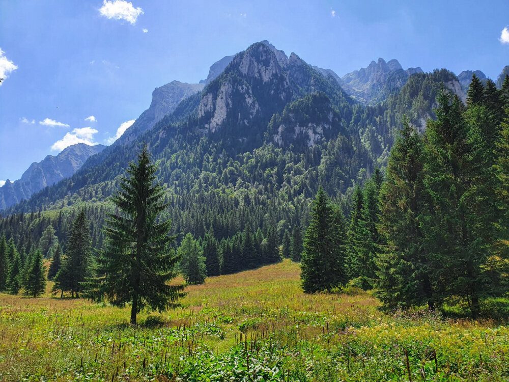 Forest Trekking Trails
